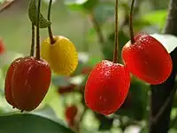 木半夏Cherry elaeagnus
