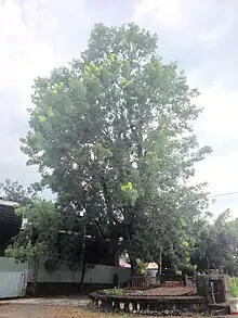 位於臺灣屏東縣來義鄉台糖萬隆機庫旁二峰圳分水工，旁為鳥居信平所植小葉桃花心木。