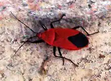 大紅星椿象Antilochus coqueberti