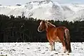 尻屋崎的寒立馬
