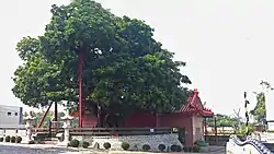 樹王公下的茄苳樹