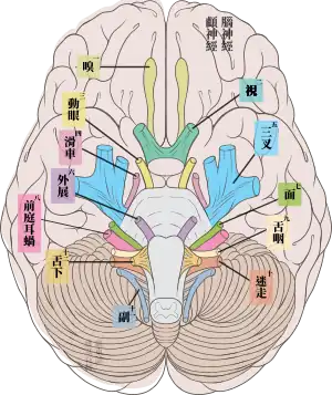 人腦內部的腦神經