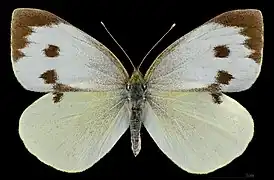 歐洲粉蝶Pieris brassicae
