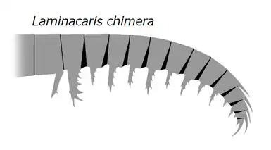 20191221_Radiodonta_frontal_appendage_Laminacaris_chimera