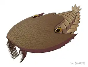 20200329_Cambroraster_falcatus