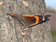 吸食樹脂