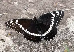 微點擬斑蛺蝶L. weidemeyerii