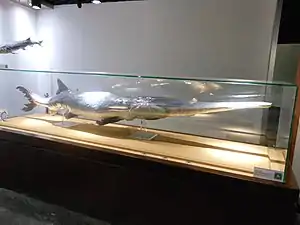 武汉中国科学院水生生物研究所水生生物博物馆中的白鲟标本