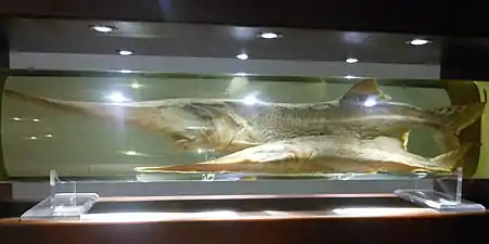 武汉中国科学院水生生物研究所水生生物博物馆中的白鲟标本