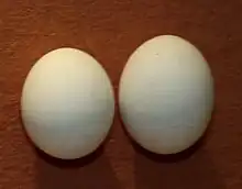 兩顆汙白色的鳳頭蒼鷹卵,整體為近圓形的橢圓。