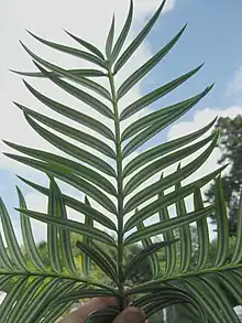 台灣穗花杉