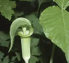 三葉天南星（英语：）（Arisaema triphyllum）
