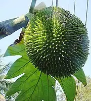 堅果麵包果（英语：）Breadnut