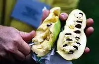 泡泡果Pawpaw