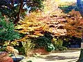 紅葉時期的小石川後樂園