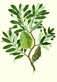 Banksia integrifolia，西德尼·帕金森绘
