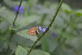 訪花