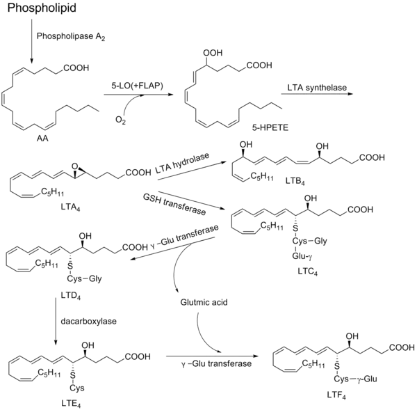 白三烯的生物合成途径。Phospholipid:磷酯;AA:花生四烯酸;5-LO:5-脂氧酶;FLAP:5-脂氧酶激活蛋白;5-HPETE:5-羟过氧化二十四烯酸;LTA synthelase:LTA合成酶;LTA hydrolase:LTA水解酶; GSH transferase:谷肽甘肽转移酶;γ-Glu transferase:γ-谷氨酰转移酶;decarboxylase:脱羧酶;Glutmic acid:谷氨酸