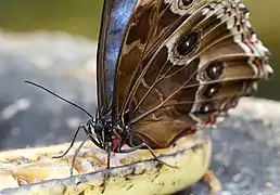 吸食腐果