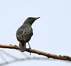 雄鳥, 繁殖羽, pandoo亞種, 印度東北