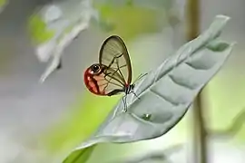 眼蝶亞科的紅暈綃眼蝶Cithaerias pireta