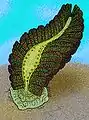 Artists interpretation of the enigmatic Bomakellia kelleri.