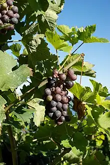 「黑佳拉」'Garanoir' Grape