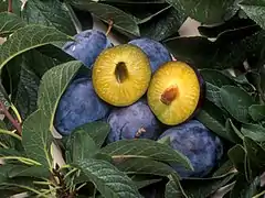 转基因西梅李C5