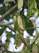 荚果