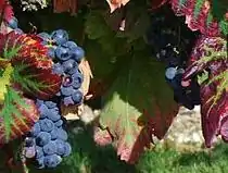 「佳利釀」'Carignan' Grape