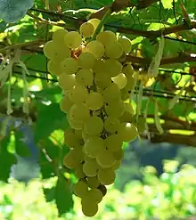 「白詩南」'Chenin Blanc' Grape