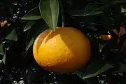 甘夏Amanatsu