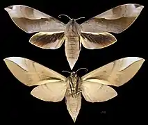 Clanis schwartzi