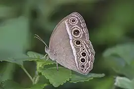 停棲