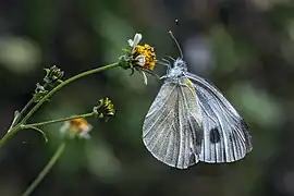 訪花