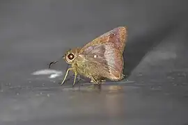 吸水
