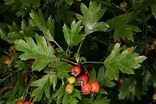 密德蘭山楂（英语：）Midland hawthorn