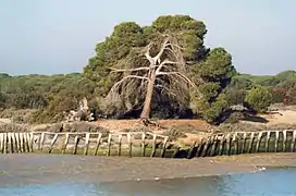 多尼亞納國家公園