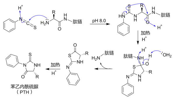 埃德曼降解(Edman degradation)的机理。