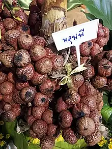 澤刺椰Asam kelubi