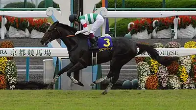 2013年冠軍「神威啟示」