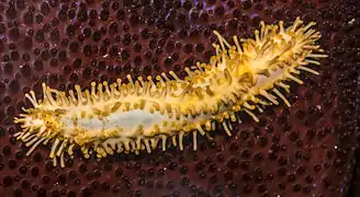 Eupentacta quinquesemita（英语：），一隻硬瓜参科科的海參