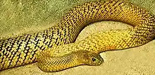Oxyuranus microlepidotus