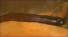 Oxyuranus microlepidotus