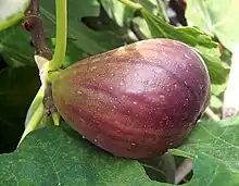 無花果Fig
