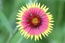 Gaillardia pulchella公園裏攝得的野花