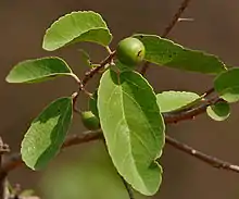 刺子Ramontchi