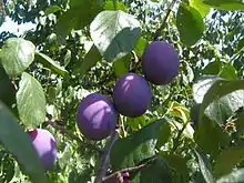 歐洲李European plum