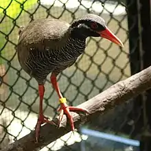 新公園沖繩