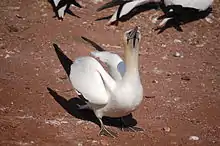 An individual at the colony on Bonaventure Island